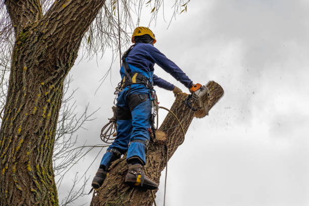 Best Tree Health Inspection  in Central City, KY